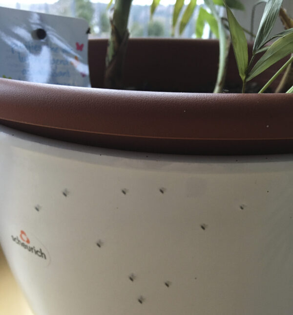 fliegen-blumenerde-loswerden